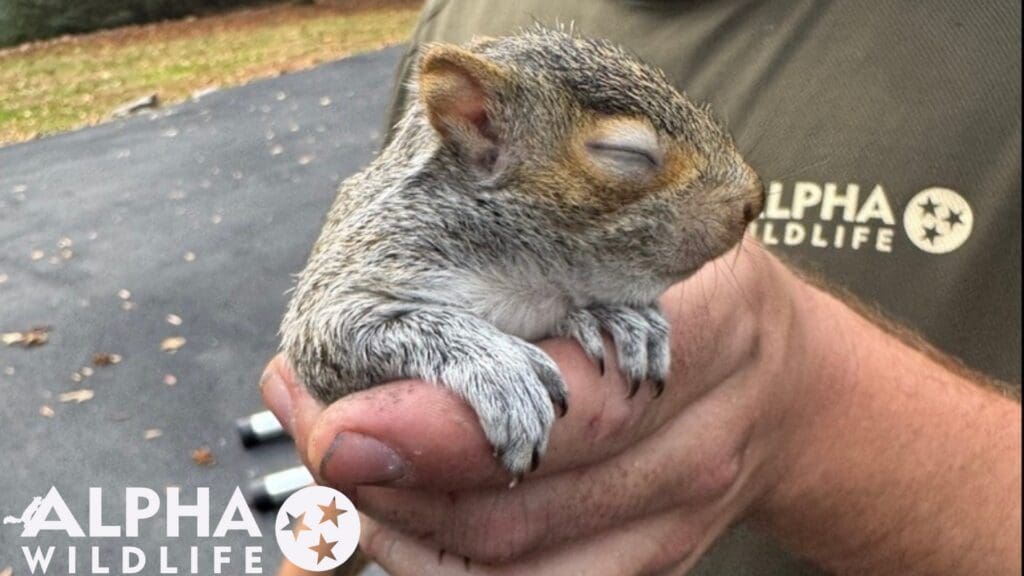 Knoxville squirrel removal