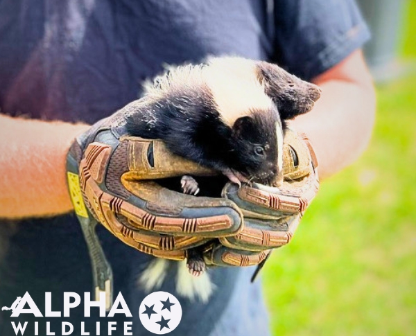 humane skunk removal Knoxville TN