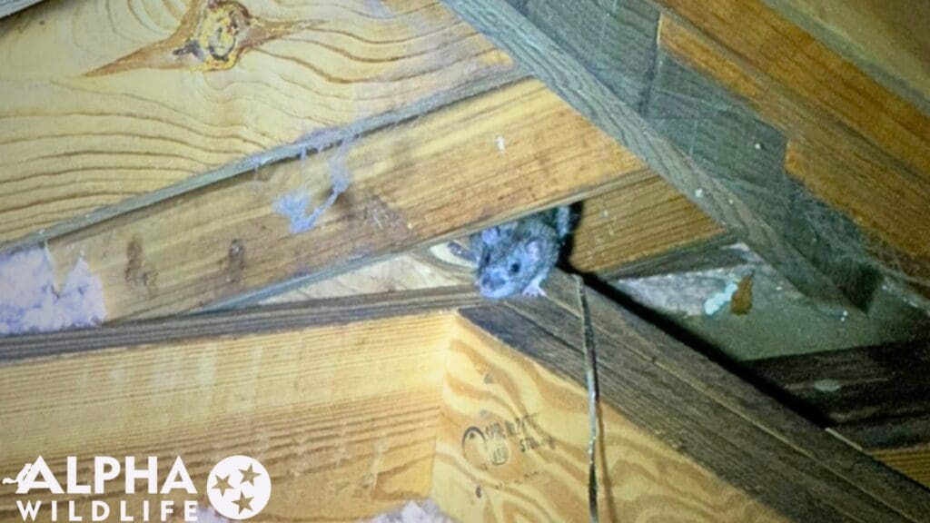 Rat removal Nashville TN