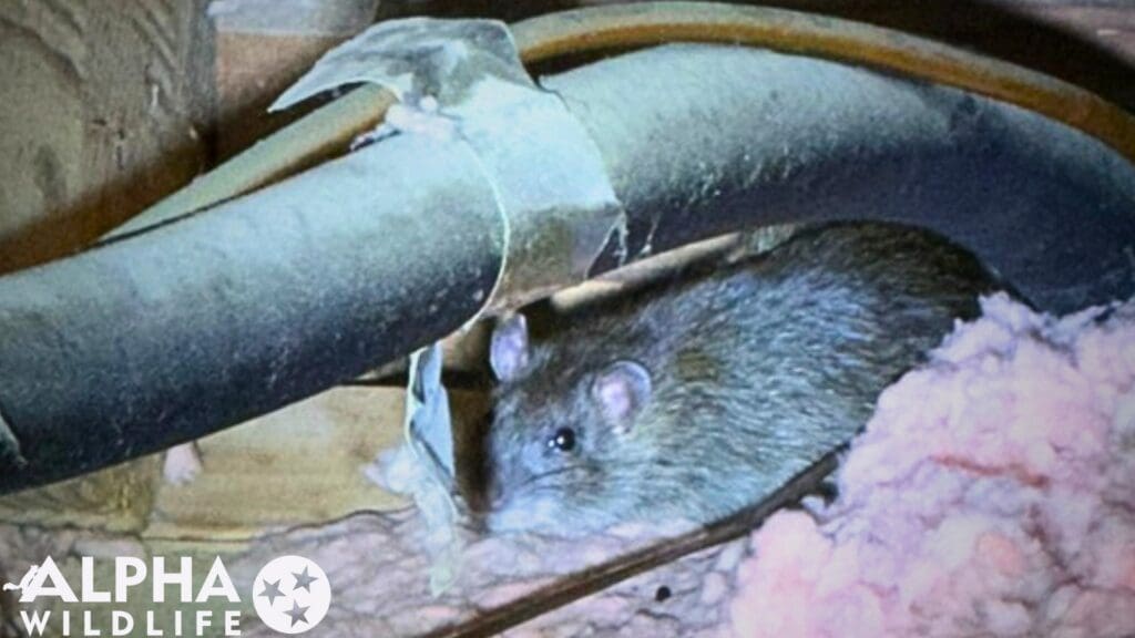 rat removal from attic in Nashville TN