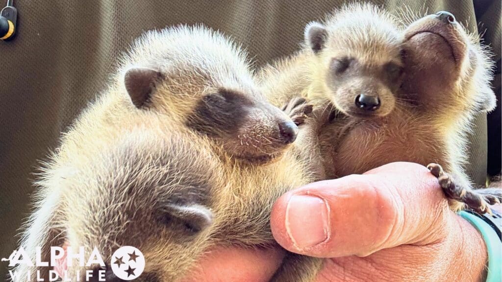 Humane raccoon removal Richmond VA