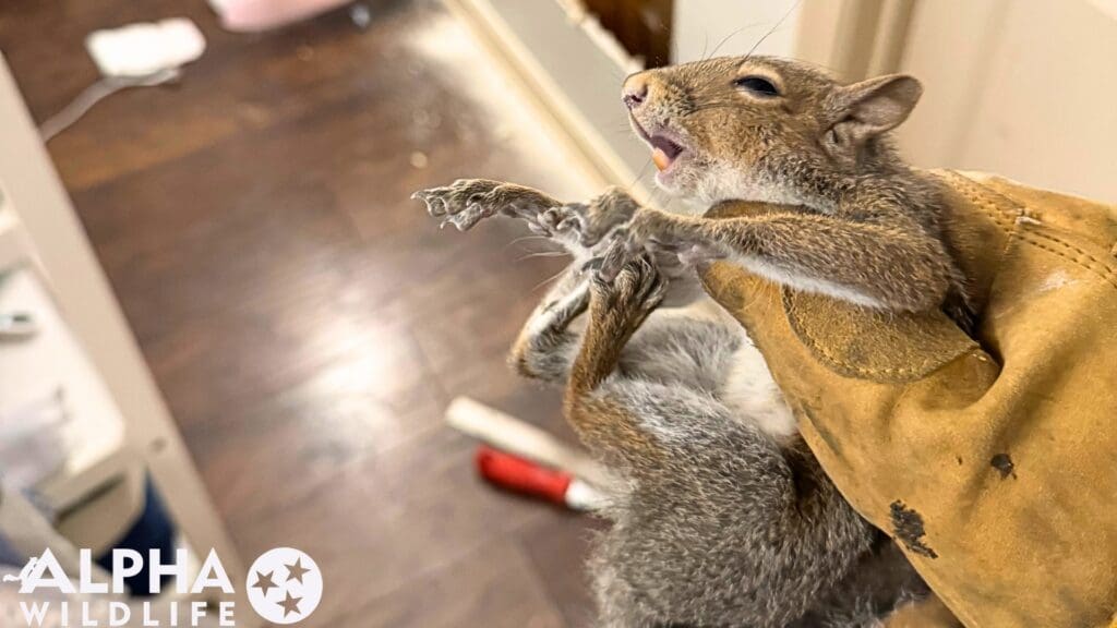 Humane Squirrel Removal Richmond VA