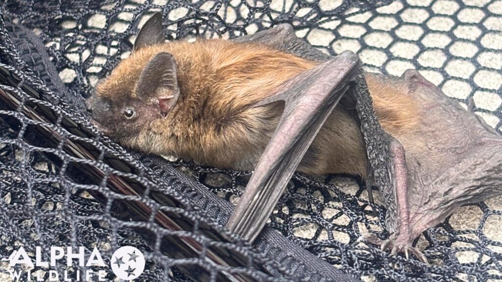 Professional bat removal Richmond VA