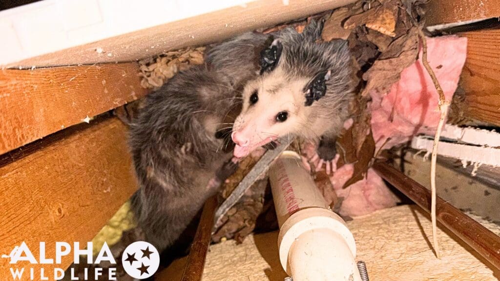 Richmond possum removal from inside wall