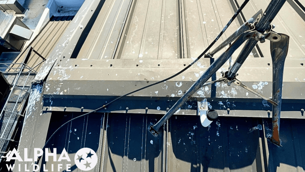 bird droppings on commercial building Richmond VA