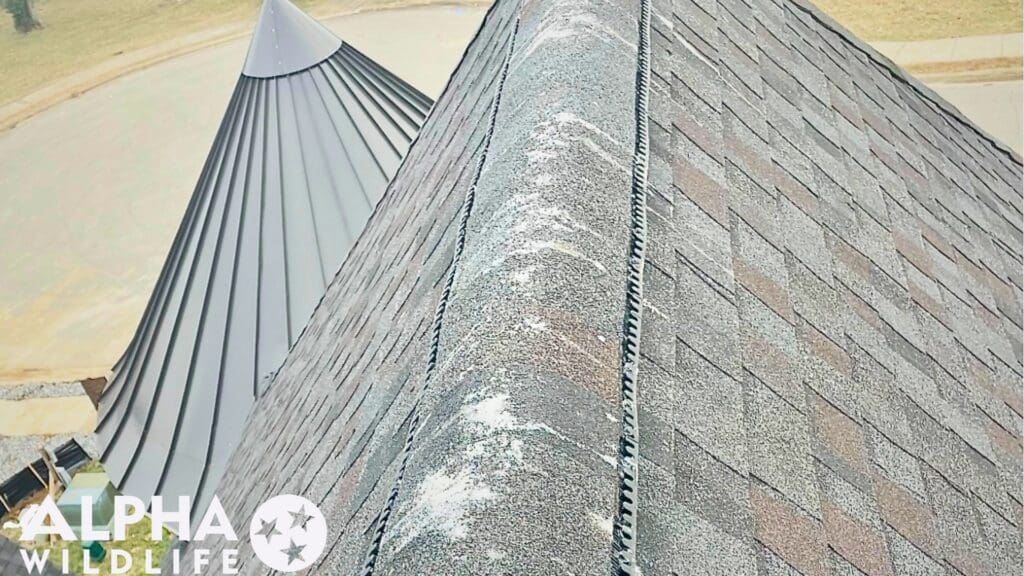 bird droppings on roof in Richmond, VA