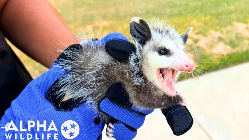 humane opossum removal Richmond VA