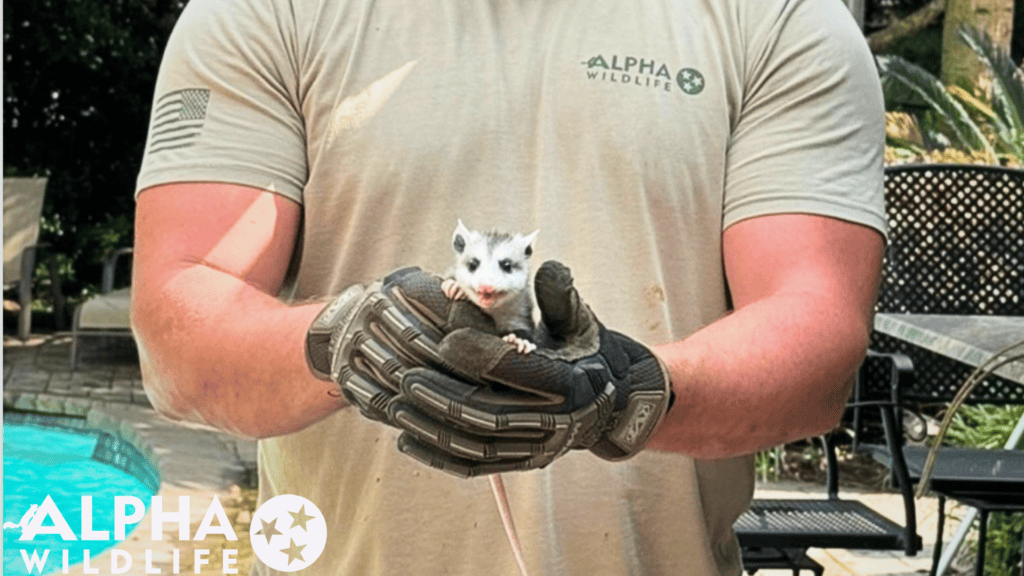 humane opossum removal from home Richmond VA