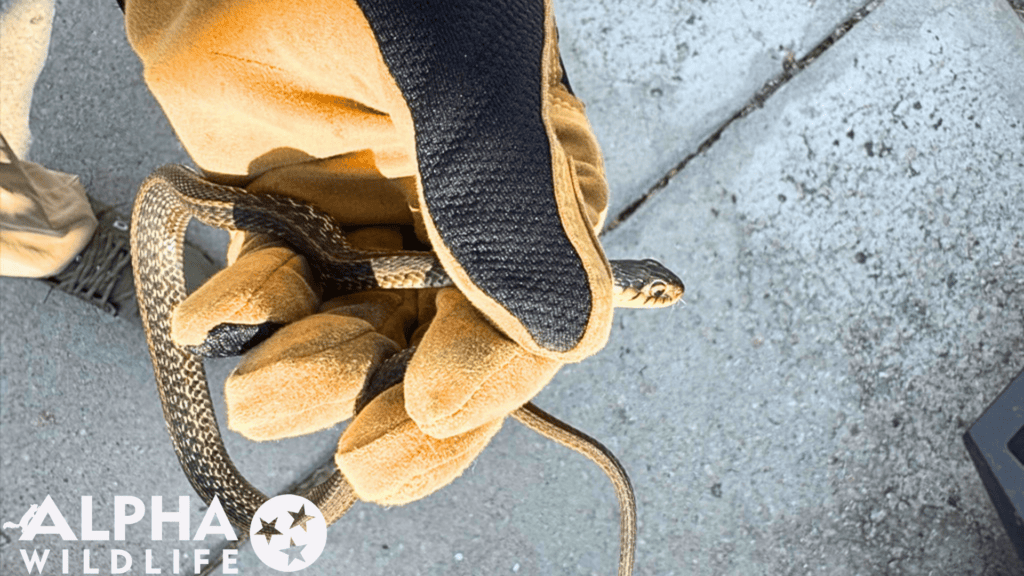 humane snake removal from home in Richmond VA
