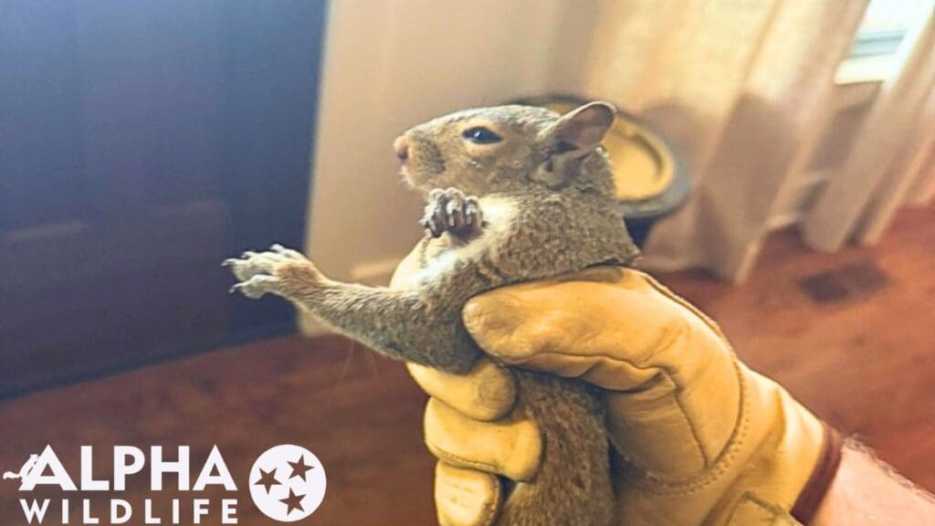 humane squirrel removal collierville tn
