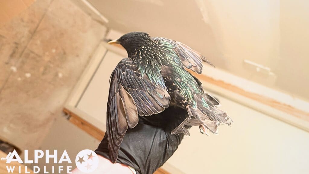 professional bird control Richmond VA