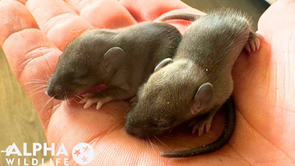 professional mouse removal Richmond VA