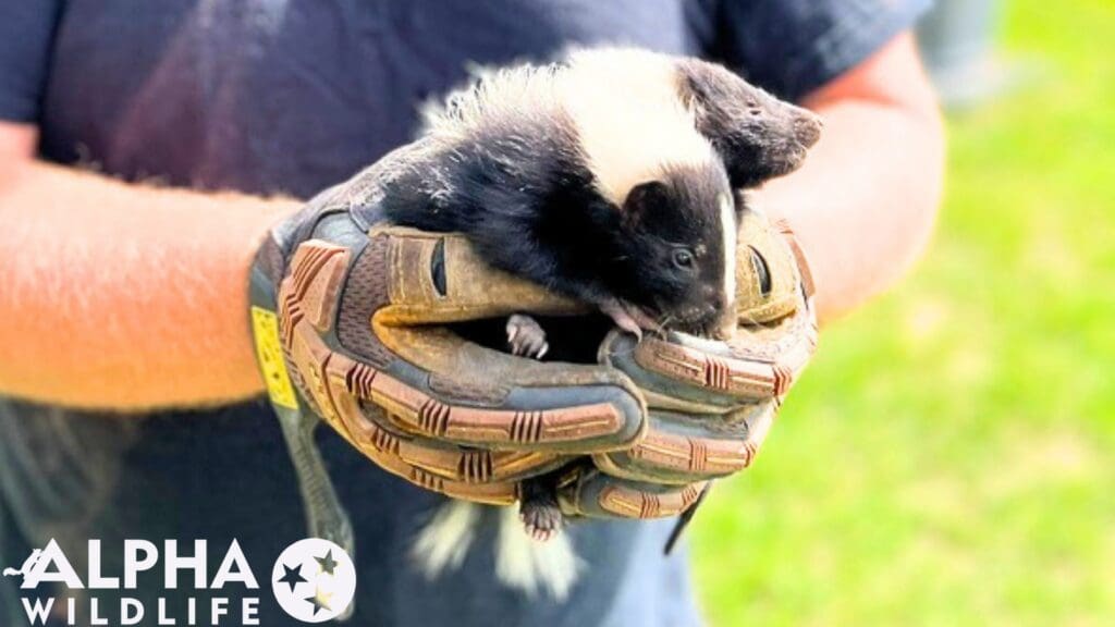 professional skunk removal Richmond VA