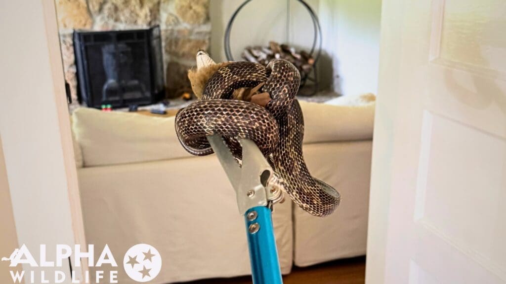 professional snake removal Richmond VA