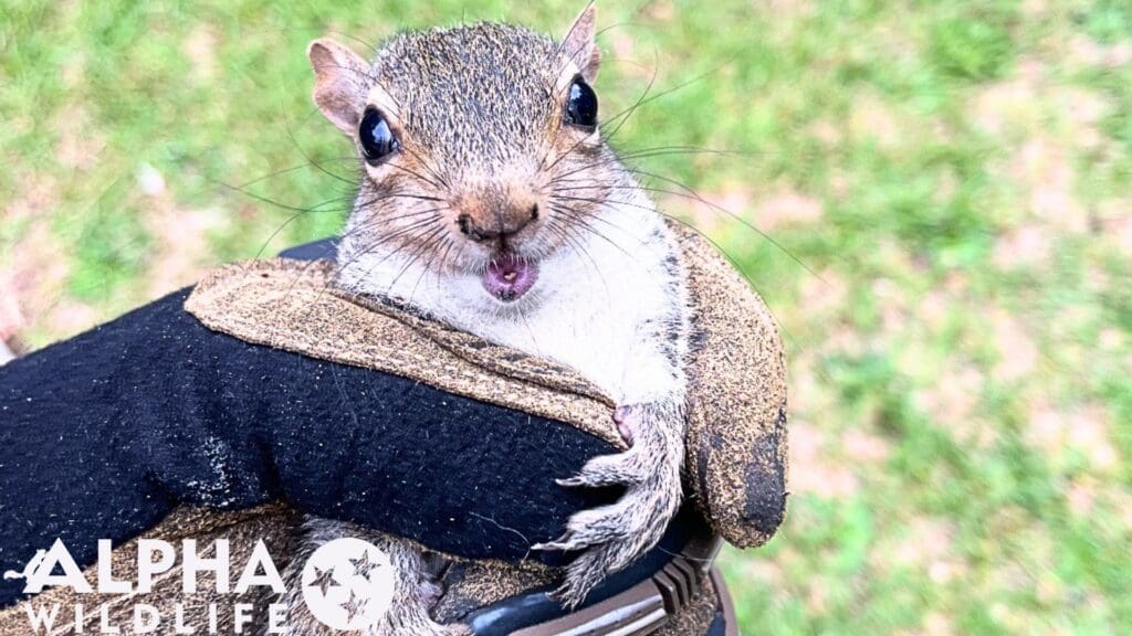 professional squirrel removal collierville tn