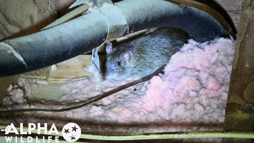 rat removal from attic Richmond VA
