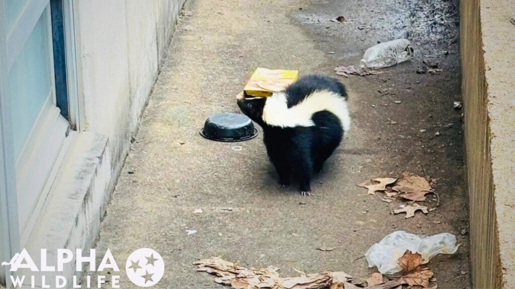 Skunk removal Downtown Richmond VA