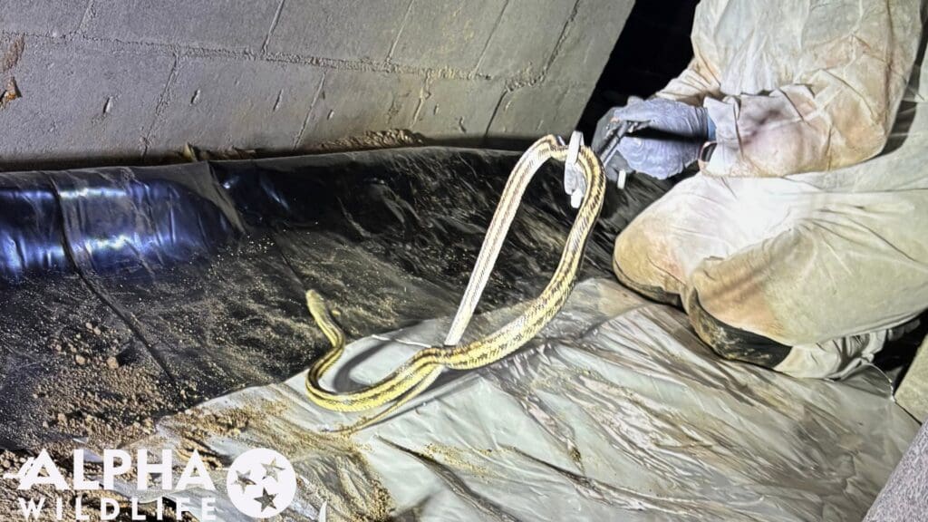 snake removal from crawlspace Richmond VA