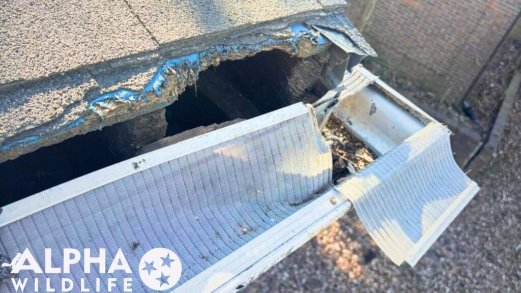 squirrel damage collierville tn