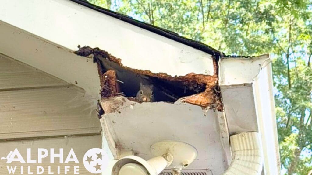 squirrel damage to attic collierville tn