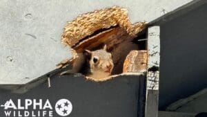 squirrel in attic collierville tn
