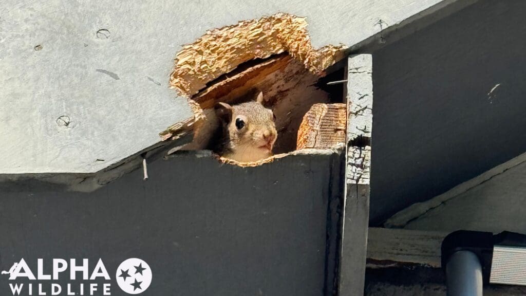 squirrel in attic richmond va
